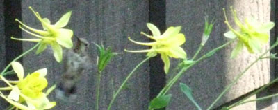 Hummingbird feeding at the Kennedy Meadows Pack Station